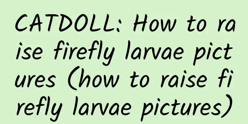 CATDOLL: How to raise firefly larvae pictures (how to raise firefly larvae pictures)