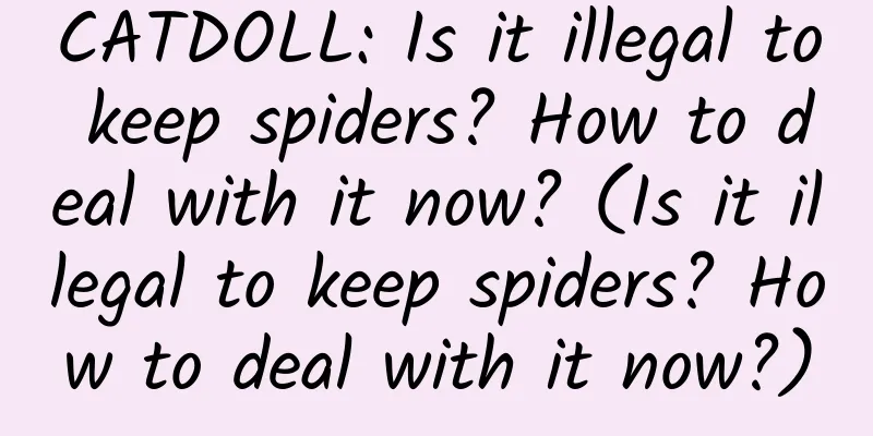 CATDOLL: Is it illegal to keep spiders? How to deal with it now? (Is it illegal to keep spiders? How to deal with it now?)