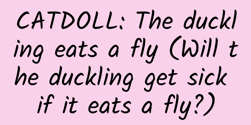 CATDOLL: The duckling eats a fly (Will the duckling get sick if it eats a fly?)