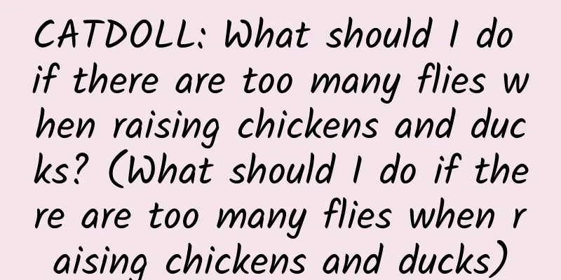CATDOLL: What should I do if there are too many flies when raising chickens and ducks? (What should I do if there are too many flies when raising chickens and ducks)