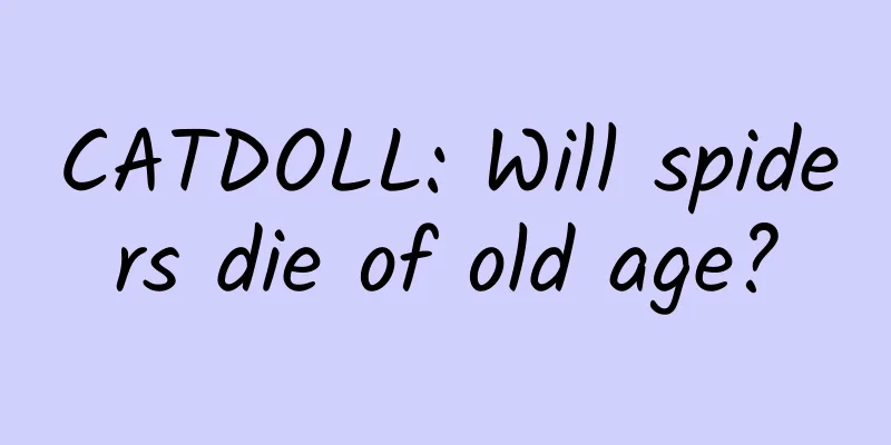 CATDOLL: Will spiders die of old age?
