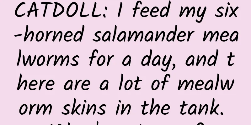 CATDOLL: I feed my six-horned salamander mealworms for a day, and there are a lot of mealworm skins in the tank. What's going on?
