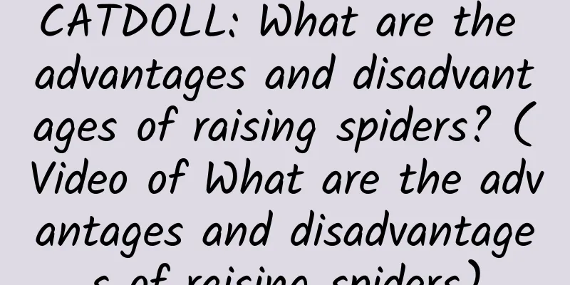 CATDOLL: What are the advantages and disadvantages of raising spiders? (Video of What are the advantages and disadvantages of raising spiders)