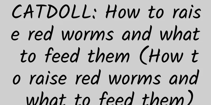 CATDOLL: How to raise red worms and what to feed them (How to raise red worms and what to feed them)