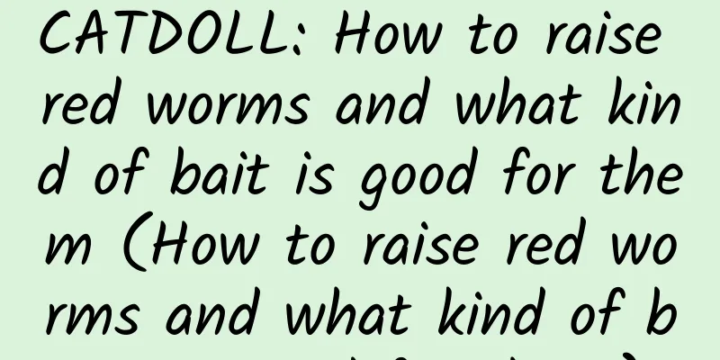 CATDOLL: How to raise red worms and what kind of bait is good for them (How to raise red worms and what kind of bait is good for them)