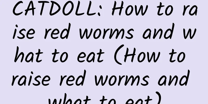 CATDOLL: How to raise red worms and what to eat (How to raise red worms and what to eat)