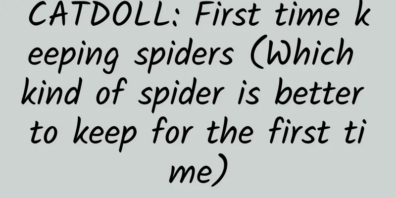 CATDOLL: First time keeping spiders (Which kind of spider is better to keep for the first time)