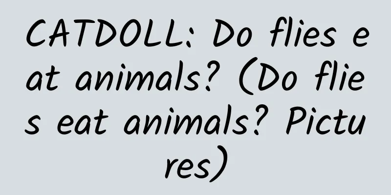 CATDOLL: Do flies eat animals? (Do flies eat animals? Pictures)