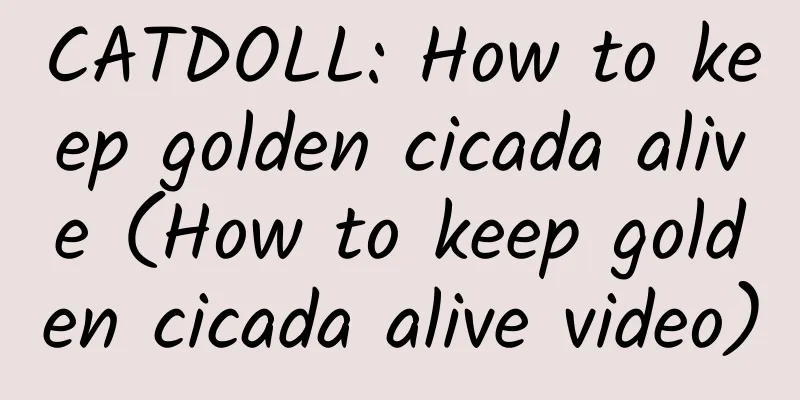 CATDOLL: How to keep golden cicada alive (How to keep golden cicada alive video)