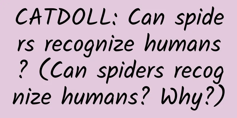 CATDOLL: Can spiders recognize humans? (Can spiders recognize humans? Why?)
