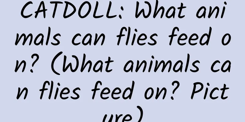 CATDOLL: What animals can flies feed on? (What animals can flies feed on? Picture)
