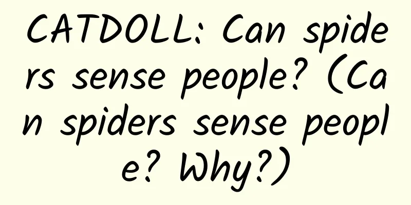 CATDOLL: Can spiders sense people? (Can spiders sense people? Why?)
