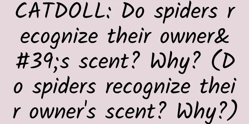 CATDOLL: Do spiders recognize their owner's scent? Why? (Do spiders recognize their owner's scent? Why?)