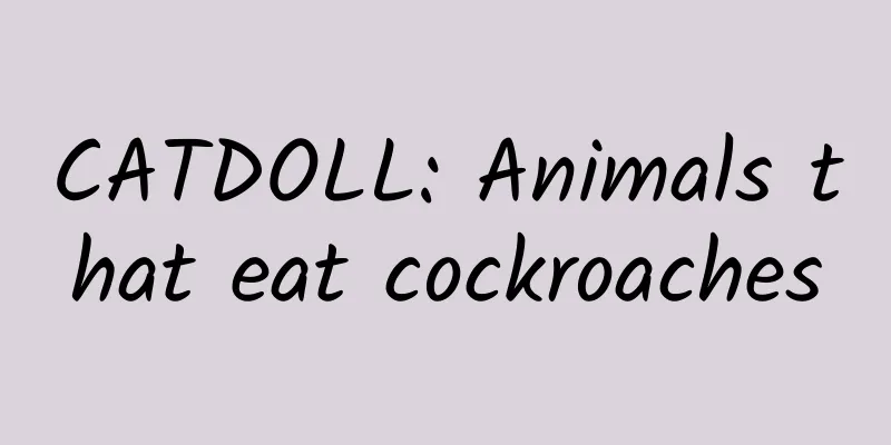 CATDOLL: Animals that eat cockroaches