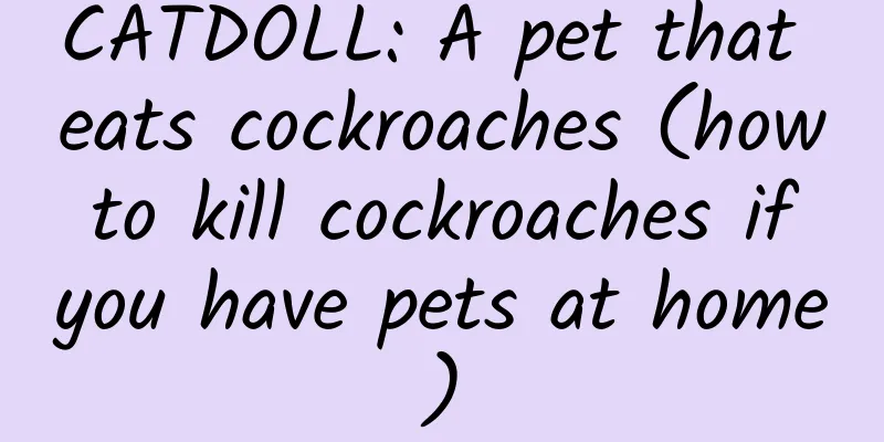 CATDOLL: A pet that eats cockroaches (how to kill cockroaches if you have pets at home)