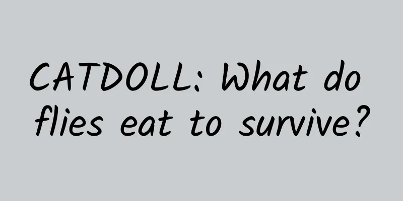 CATDOLL: What do flies eat to survive?