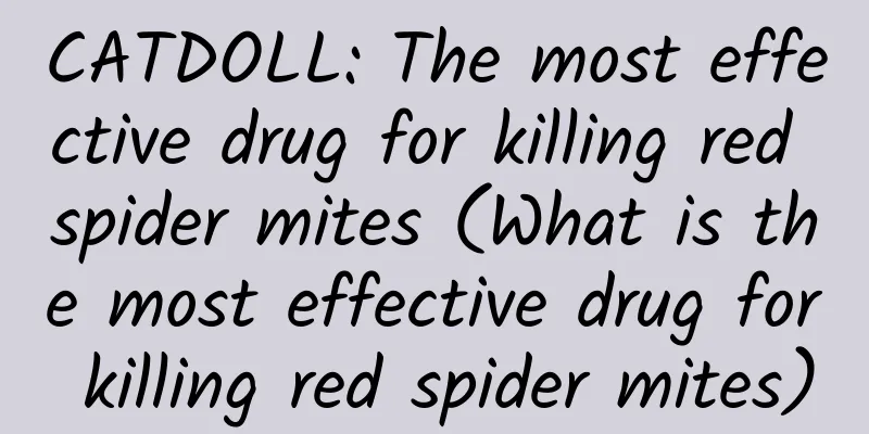 CATDOLL: The most effective drug for killing red spider mites (What is the most effective drug for killing red spider mites)