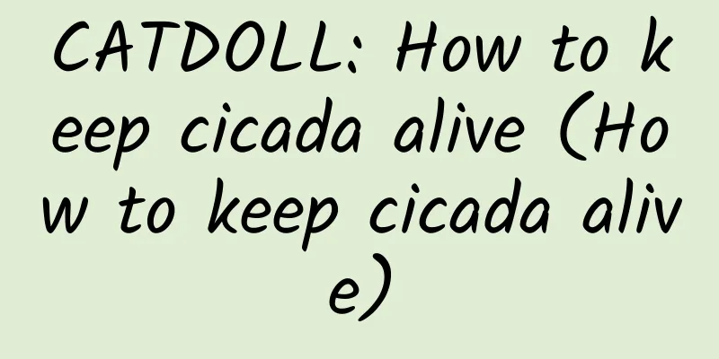CATDOLL: How to keep cicada alive (How to keep cicada alive)