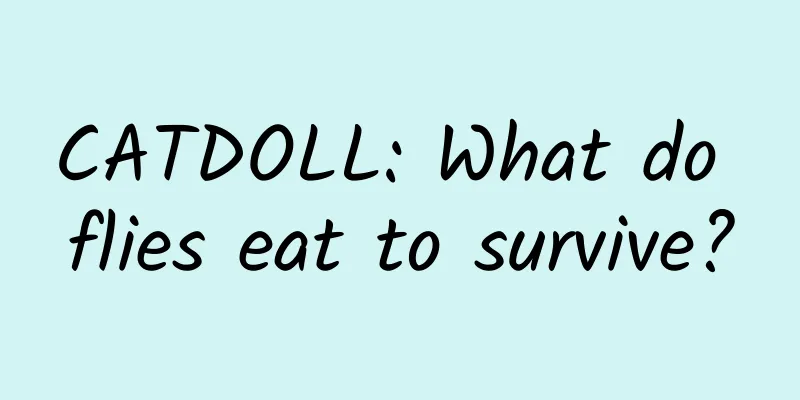 CATDOLL: What do flies eat to survive?