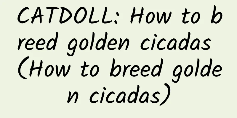 CATDOLL: How to breed golden cicadas (How to breed golden cicadas)