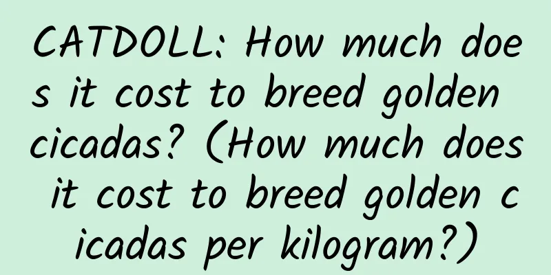 CATDOLL: How much does it cost to breed golden cicadas? (How much does it cost to breed golden cicadas per kilogram?)