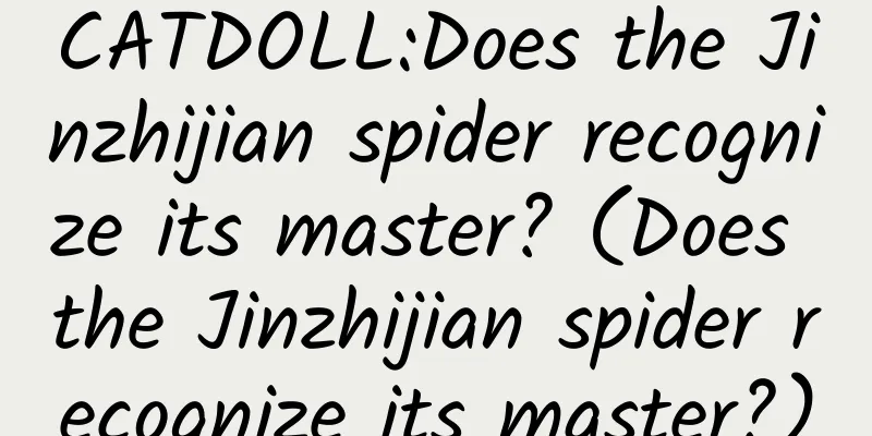 CATDOLL:Does the Jinzhijian spider recognize its master? (Does the Jinzhijian spider recognize its master?)