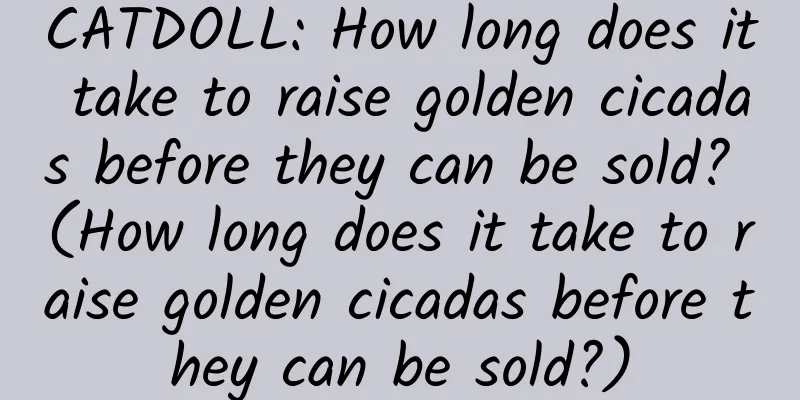 CATDOLL: How long does it take to raise golden cicadas before they can be sold? (How long does it take to raise golden cicadas before they can be sold?)