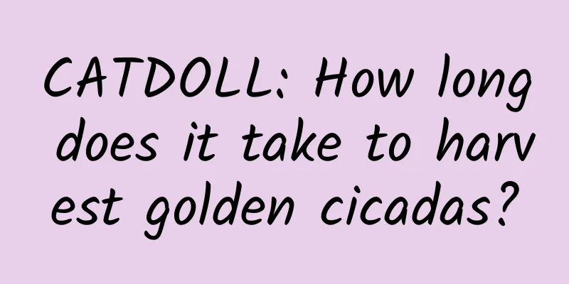 CATDOLL: How long does it take to harvest golden cicadas?