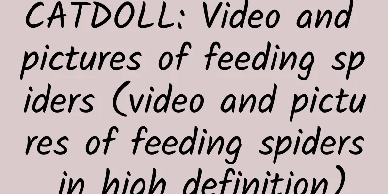 CATDOLL: Video and pictures of feeding spiders (video and pictures of feeding spiders in high definition)