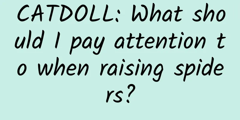 CATDOLL: What should I pay attention to when raising spiders?