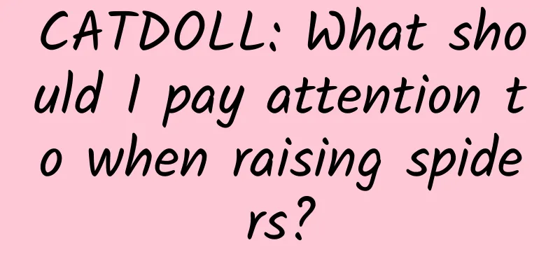 CATDOLL: What should I pay attention to when raising spiders?