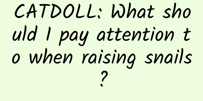 CATDOLL: What should I pay attention to when raising snails?