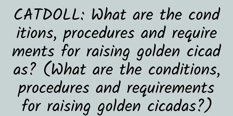 CATDOLL: What are the conditions, procedures and requirements for raising golden cicadas? (What are the conditions, procedures and requirements for raising golden cicadas?)