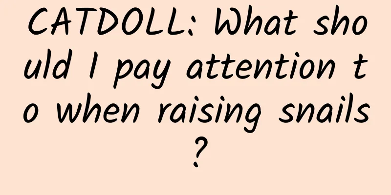 CATDOLL: What should I pay attention to when raising snails?
