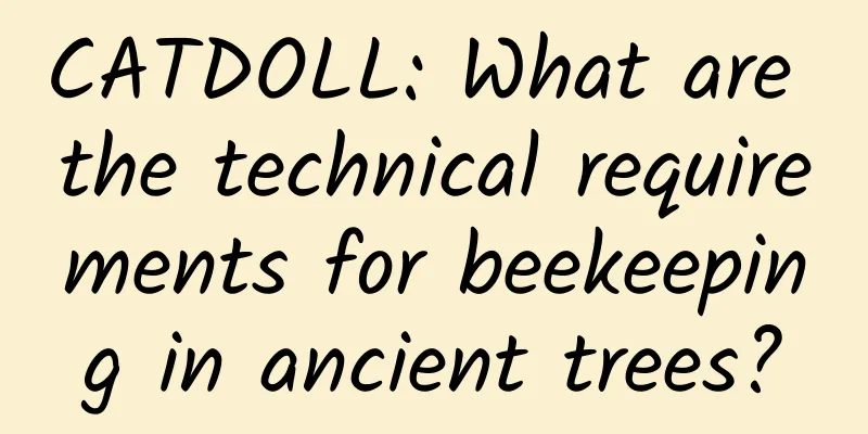 CATDOLL: What are the technical requirements for beekeeping in ancient trees?