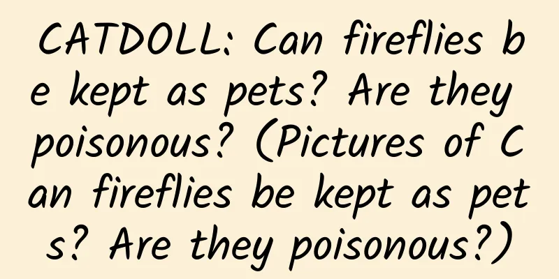 CATDOLL: Can fireflies be kept as pets? Are they poisonous? (Pictures of Can fireflies be kept as pets? Are they poisonous?)