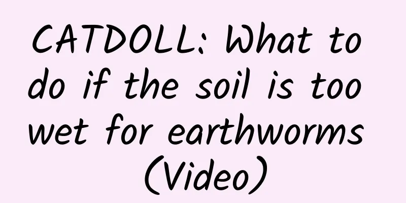 CATDOLL: What to do if the soil is too wet for earthworms (Video)