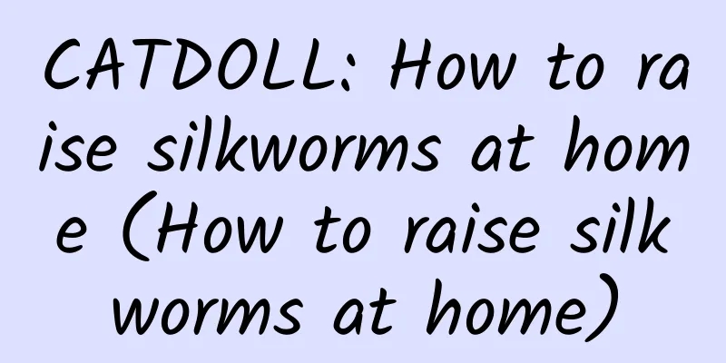 CATDOLL: How to raise silkworms at home (How to raise silkworms at home)