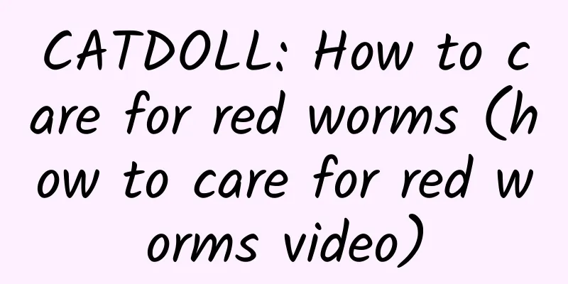 CATDOLL: How to care for red worms (how to care for red worms video)