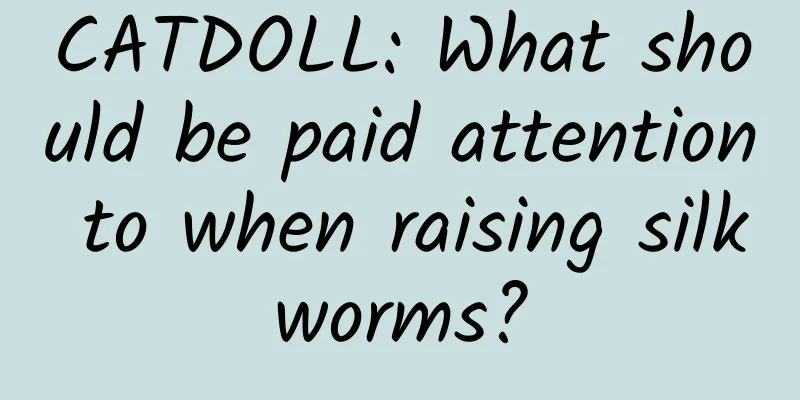 CATDOLL: What should be paid attention to when raising silkworms?