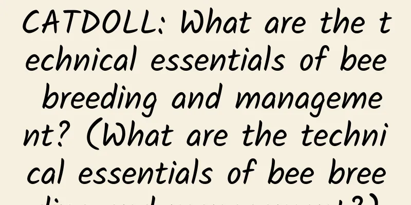 CATDOLL: What are the technical essentials of bee breeding and management? (What are the technical essentials of bee breeding and management?)