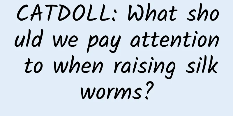 CATDOLL: What should we pay attention to when raising silkworms?