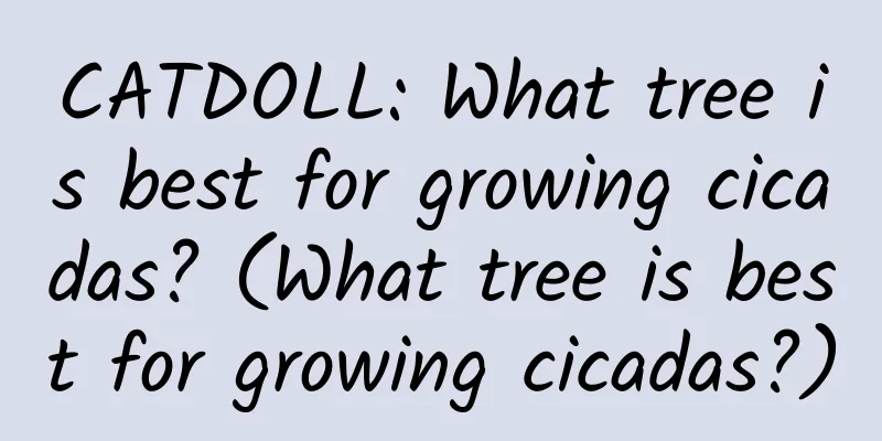 CATDOLL: What tree is best for growing cicadas? (What tree is best for growing cicadas?)