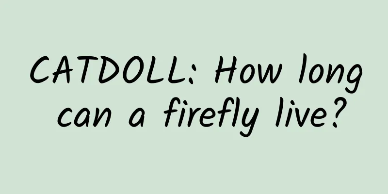 CATDOLL: How long can a firefly live?