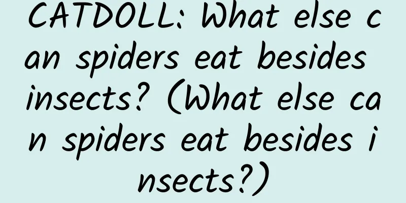 CATDOLL: What else can spiders eat besides insects? (What else can spiders eat besides insects?)