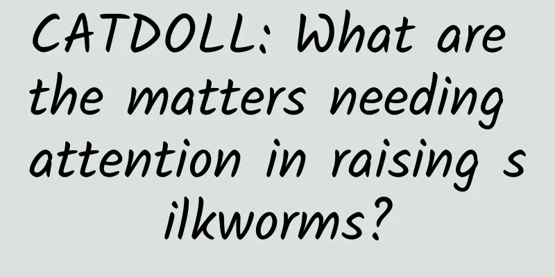 CATDOLL: What are the matters needing attention in raising silkworms?