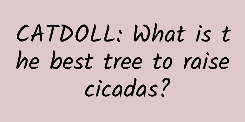 CATDOLL: What is the best tree to raise cicadas?