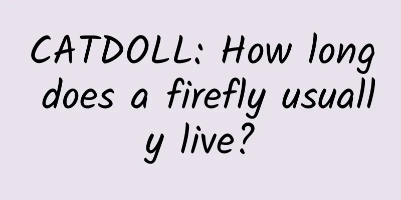 CATDOLL: How long does a firefly usually live?