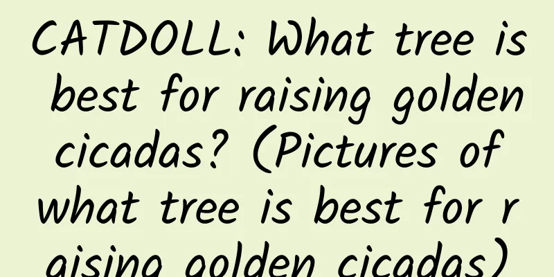 CATDOLL: What tree is best for raising golden cicadas? (Pictures of what tree is best for raising golden cicadas)