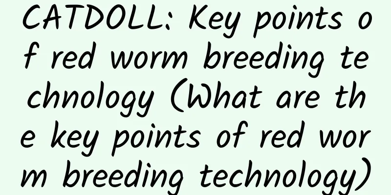 CATDOLL: Key points of red worm breeding technology (What are the key points of red worm breeding technology)